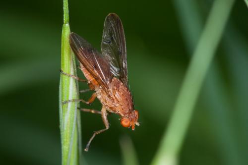Réf. 218 277 : Suillia variegata